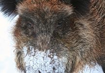 25 Wildschwein Wp FKB